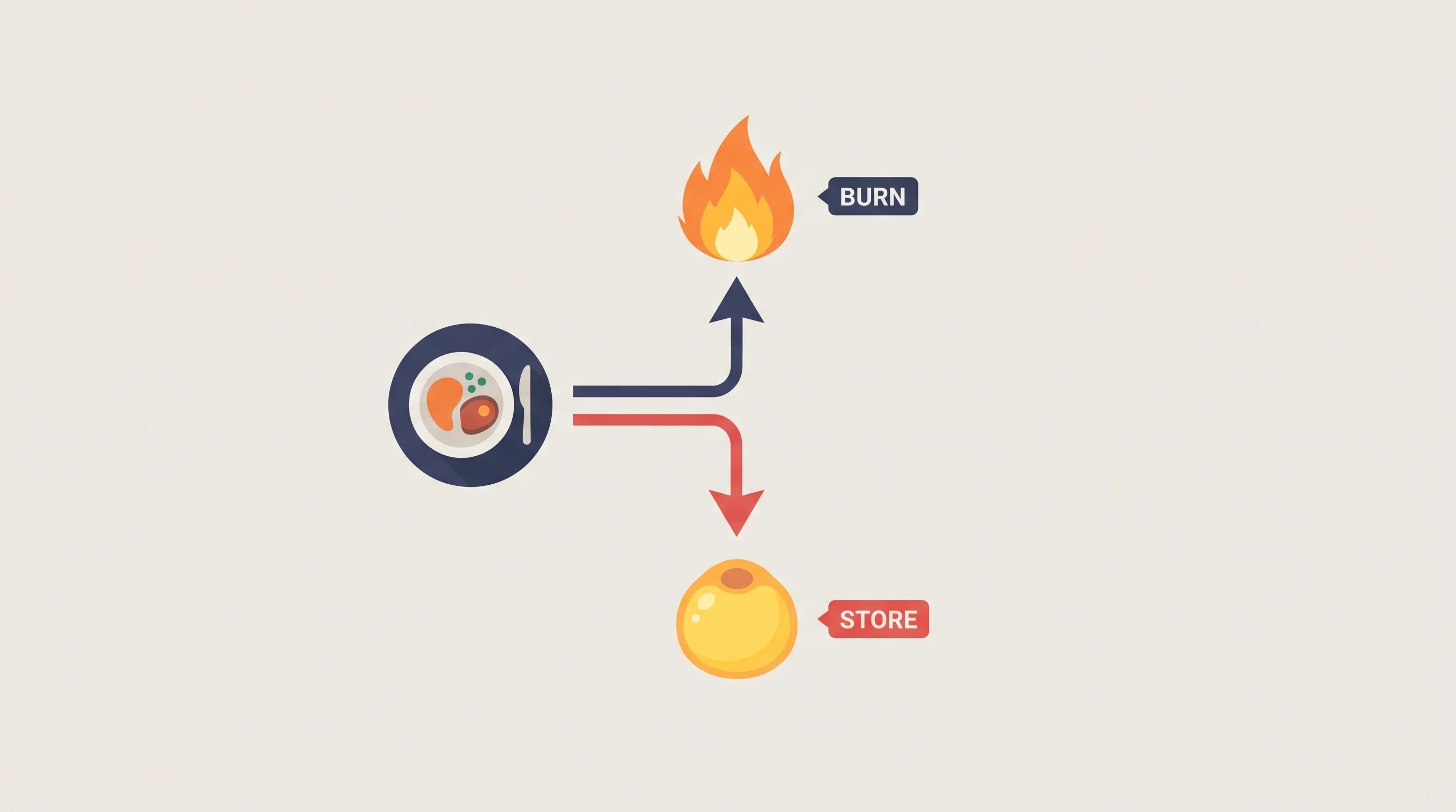 Burn versus store — what happens to every bite you eat